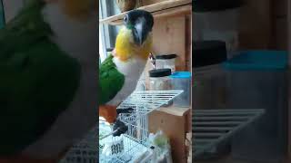 검은머리카이큐  탱자♡자두