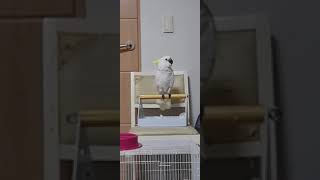 코카투 앵무새 춤추기 ㅋㅋ