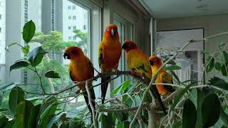 썬코뉴어 써니가족