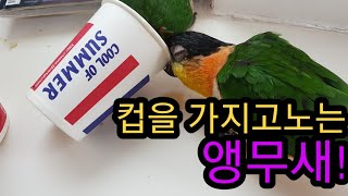 컵가지고 노는 앵무새!(검은머리카이큐/큐리여리)