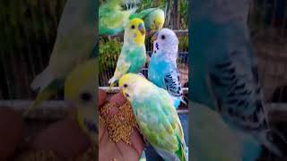 This Amazon bird toy is SO COO…