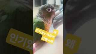 #유튜브#앵무새#랄라#무명