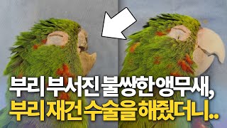 부리 부서진 앵무새에게, 재건 수술을 해줬더니.. l 감동 한 모금