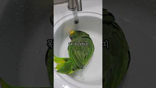 목욕이 너무 하고 싶었던 아마존 앵무새의 선택 #앵무새 #수속성앵무새