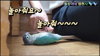 개구장이 코뉴어 앵무새 "하나" 옆집이모~~ㅋㅋ누가 누구랑 노는건지 ㅎㅎ