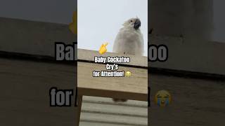 Why Is This Baby Cockatoo Cryi…