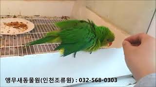 국내최초 올리브헤드로리 앵무새수입!