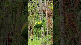 카이큐 앵무새! 비뚤어질테다! 역시 세상은 거꾸로 봐야!