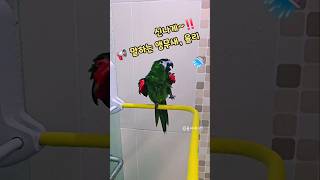 사람한테 말 가르치는 앵무새 #한스마카우 #말하는앵무새