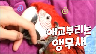 애교부리는 앵무새