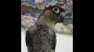 [닥터멜론] 비행 앵무새 멜론, 코뉴어