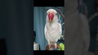 얼빡샷~~귀욤#목도리앵무새#앵무새#parrot#말하는앵무새#귀여워