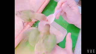 모란앵무 아가들 이유식먹방