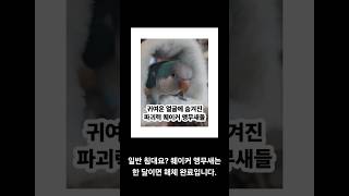 귀여운 얼굴 속 숨겨진 파괴 본능 ✨퀘이커 앵무새 귀엽고 사랑스러운 외모 뒤엔 상상 그 이상의 ‘파괴력’이 숨어 있어요. 일반 침대요? 단. 한. 달. 만에 해체 완료입니다.‼️