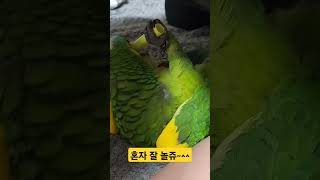 개같은 앵무새 #앵무새 #노래하는앵무새 #birds #…