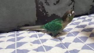 코뉴어훈련. 맹꽁이의 데굴데굴 구르기^^