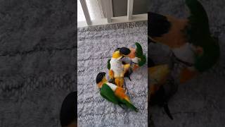 2대1로 싸우기 #shorts #parrot #caiq…