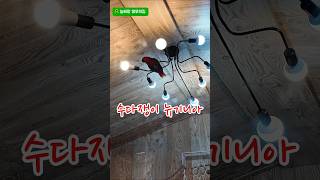 수다쟁이 뉴기니아 아미#앵무새 #parrot #뉴기니아…