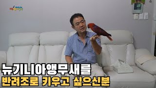 2025년 9월 뉴기니아앵무새 암컷 분양합니다 eclectusparrot