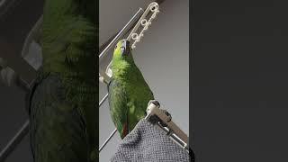 귀농귀촌 애기아마존앵무새 말하고 놀아주기