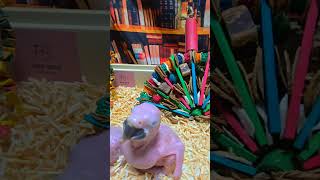 청금강 앵무새예요. #birdslover #parrot #pets #birds #cute #animals #사계절앵무새 #앵무새성장 #앵무새분양