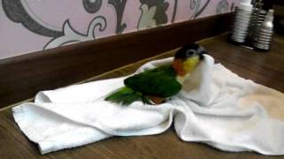 caique 흥팔이7