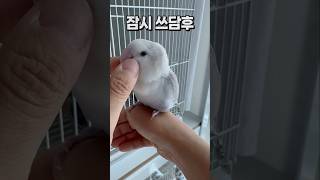 앵무새 새장 휴식시간 종료 후~  회색앵무 잠바 모란앵무 옹심이