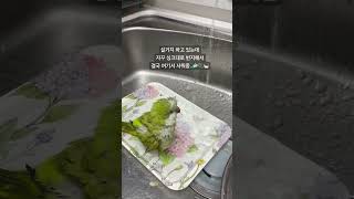 [짹콩이] 목욕이 하고싶었구나 ㅋㅋㅋㅋ 어쩐지 계속 싱크대로 번지를.. #짹콩이 #퀘이커 #앵무새