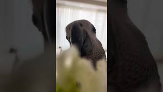 3개월 회색앵무 남아 백호가 입양 보호자님과 교감활동을 하고 있어요.