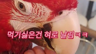 팰렛이 먹기싫은 홍금강앵무새 맥쓰