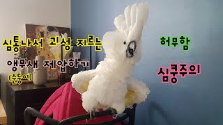 심통나서 괴성 지르는 앵무새에 당황~~하지 않고~대처하…