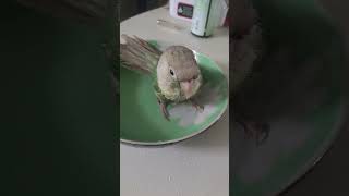 목욕을 사랑하는 사랑씨:) #코뉴어 #birds