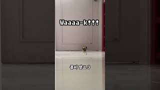 ‍♀️좀비 앵무새 3종 세트 #shorts #parro…