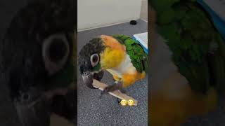 #birds #プロセカ #プロジェクトセカイ #parrot #birds #crochet #pets #앵무새 #cute #카이큐