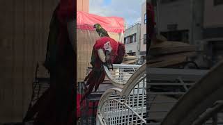 대형 앵무새 샤워후 말리기 #앵무새 #노래하는앵무새 #…