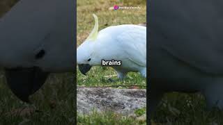5 Fascinating Facts About the Sulphur Crested Cockatoo #shorts