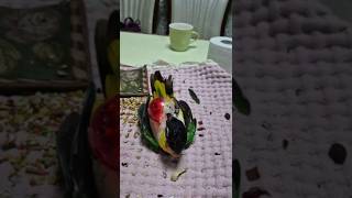 &quot;이 정도면 체육 특기생 카이큐 앵무새&quo…