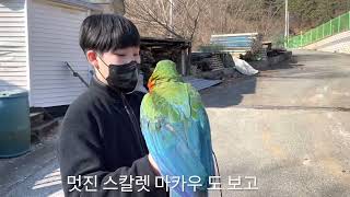 할리퀸 마카우 루카의 첫비행??