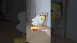 시원하니?☺️ #왕관앵무 #앵무새일상