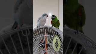 말하는 앵무새 한스마카우,퀘이커 우리집 새식구를소개해요^^♡