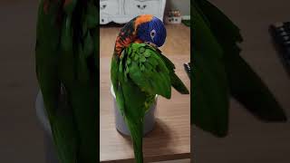 예쁜날개 관리하는 아름다운 새 앵무새 앵두 ❤️#rainbowlory #오색청해