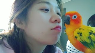 This is a real bird kiss ? / 썬코뉴어 애정표현/ parrot kiss