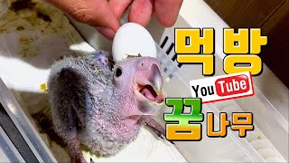 태어난지 2시간된 앵무새 이유식 줘버리기~ #이유식 먹방