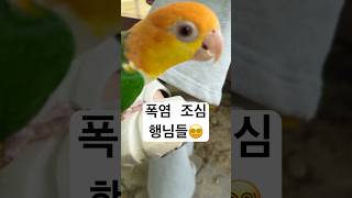 안전산책 하세요  #카이큐 #birds #앵무새 #pe…