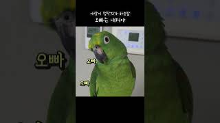 말하는앵무새가 사랑하는 오빠한테 뽀뽀해주기 #아랑이 #parrot #아마존앵무새 #대화하는앵무새