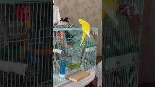 따라 나오기 #앵무새 #퀘이커 #parrot #새장탈출…