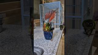 코뉴어앵무새#하랑이#하봉이#parrot#cute