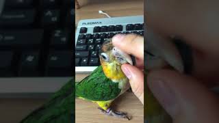 노랑머리 카이큐 순둥이