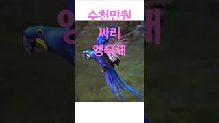 제일 비싼 희귀한 앵무새