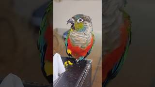 먹어야하는데 잠이 온다zz #cuteparrot #funnyparrot #크림슨벨리드코뉴어  #앵무새힐링